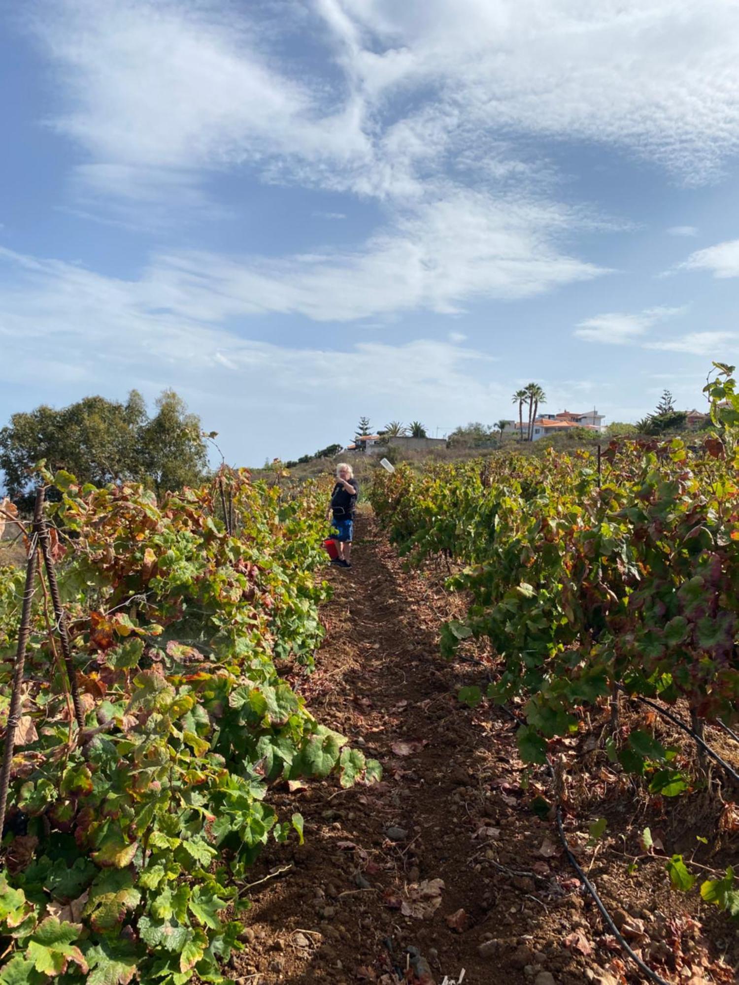 Finca Angelus Apartment Syrah With Amazing Views La Matanza De Acentejo Exterior photo
